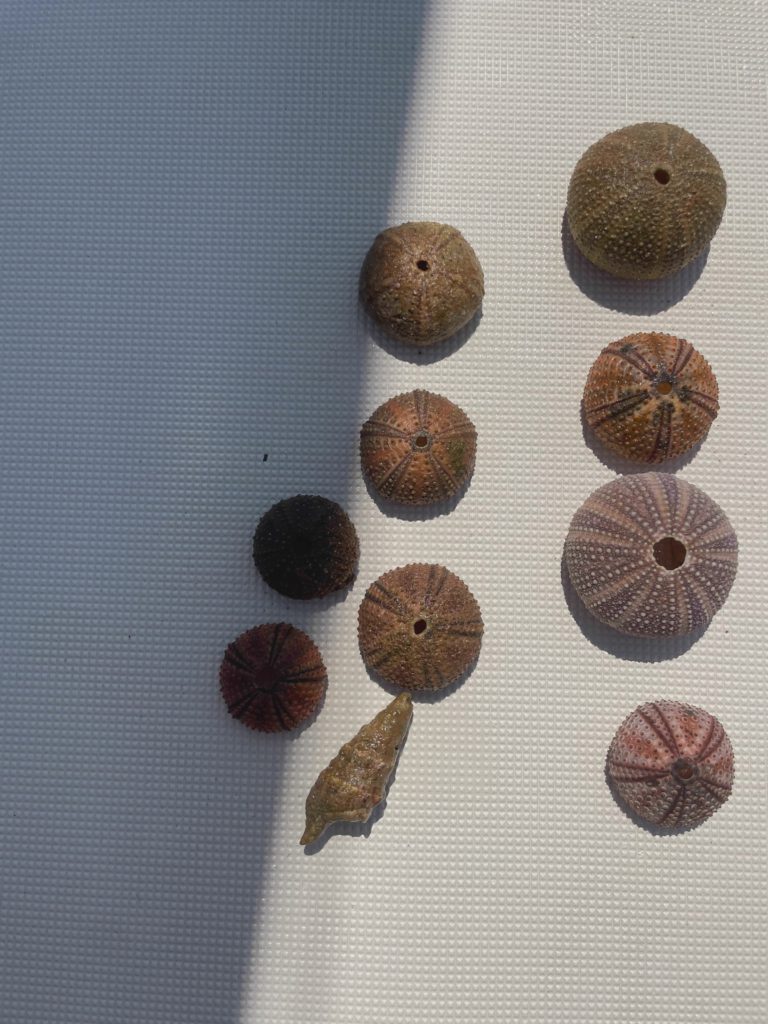 Shells On The Wall