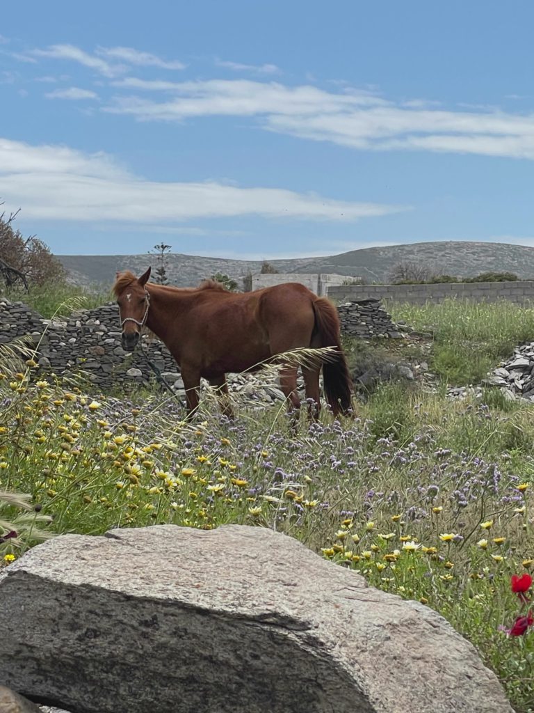 Horse In The Meadow