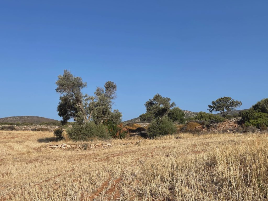 Golden Field, Olive Trees