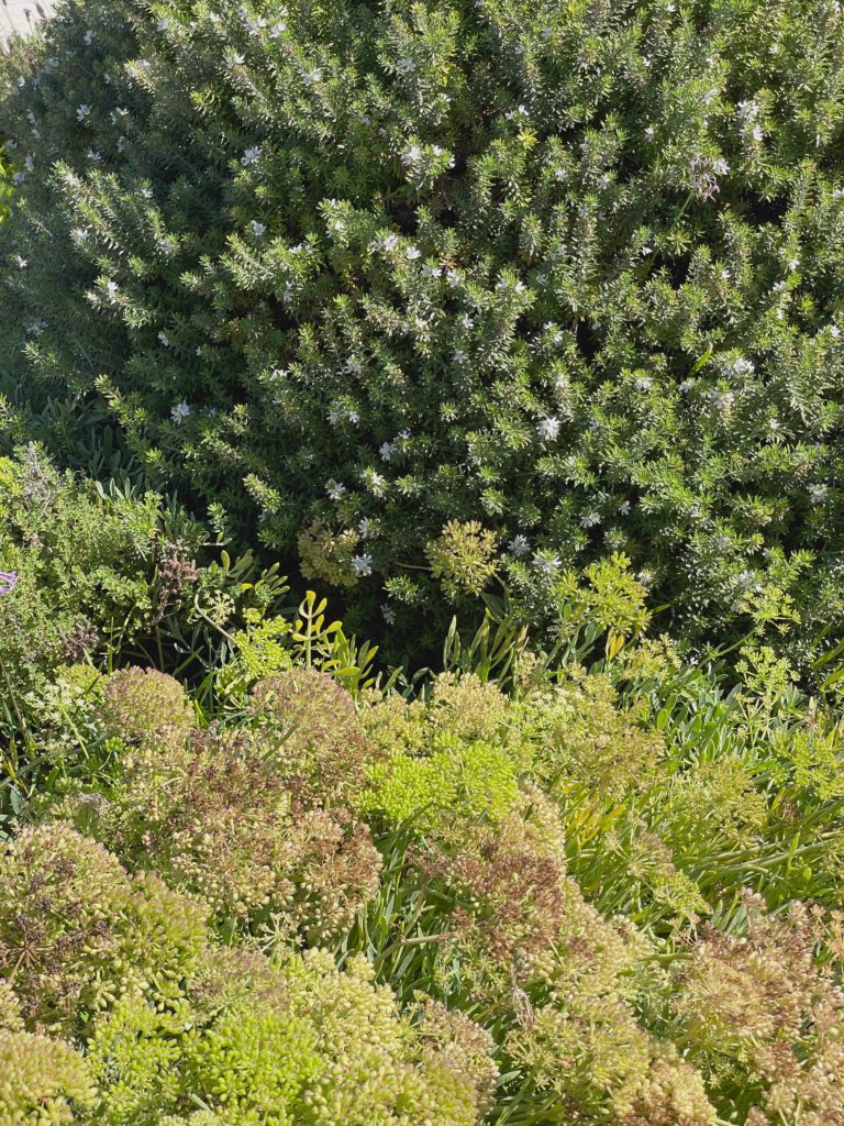 Layers Of Green Foliage