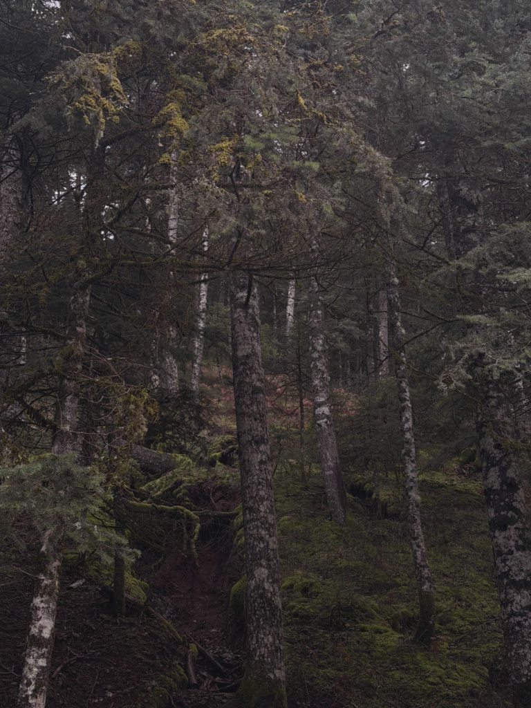 Shadowed Forest Grove