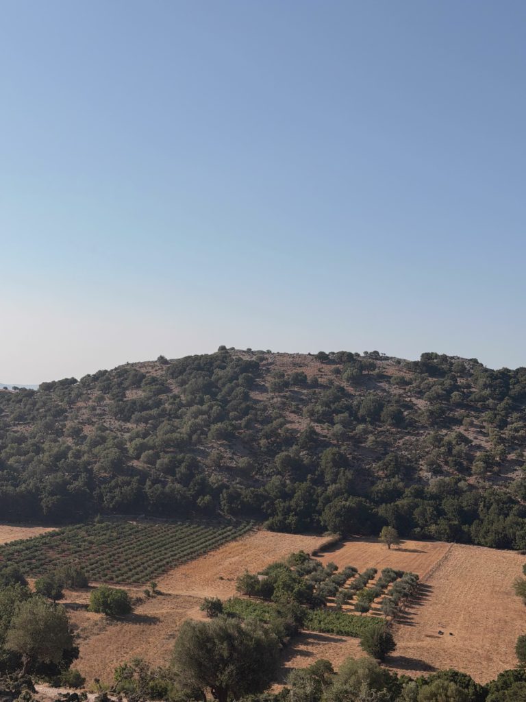 Olive Groves At Dusk