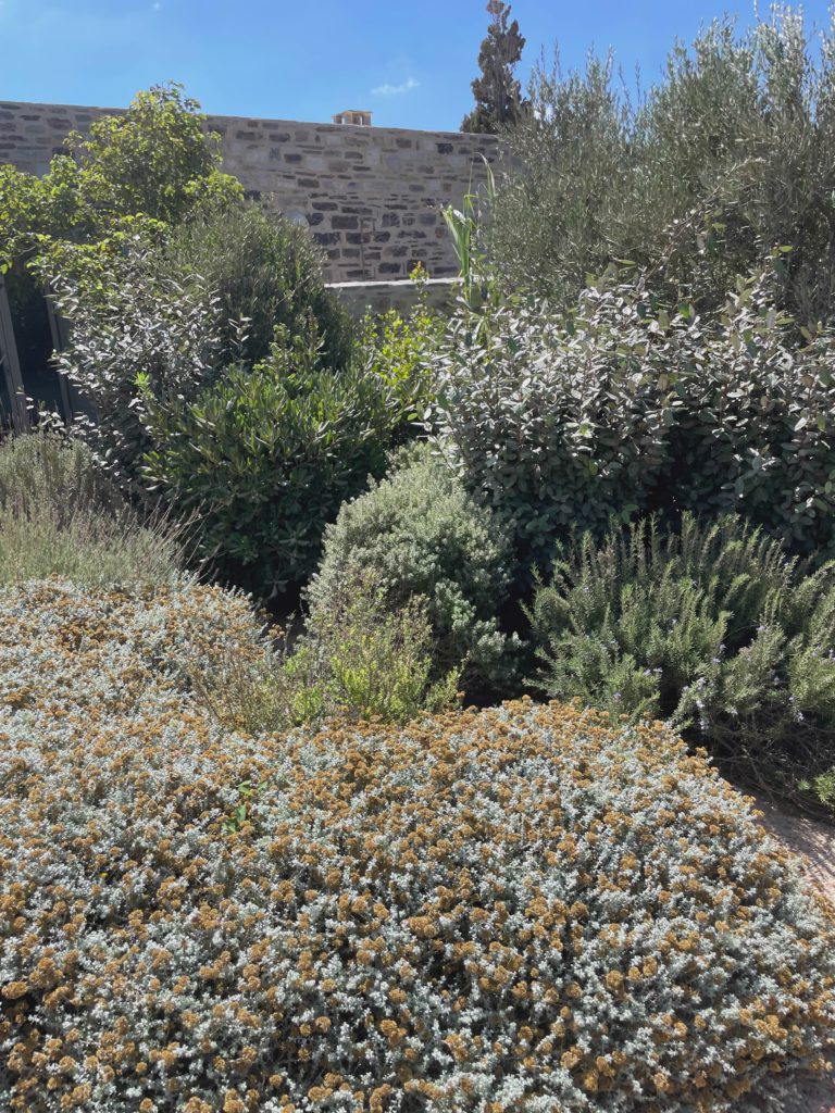Wildflower Hillside Path