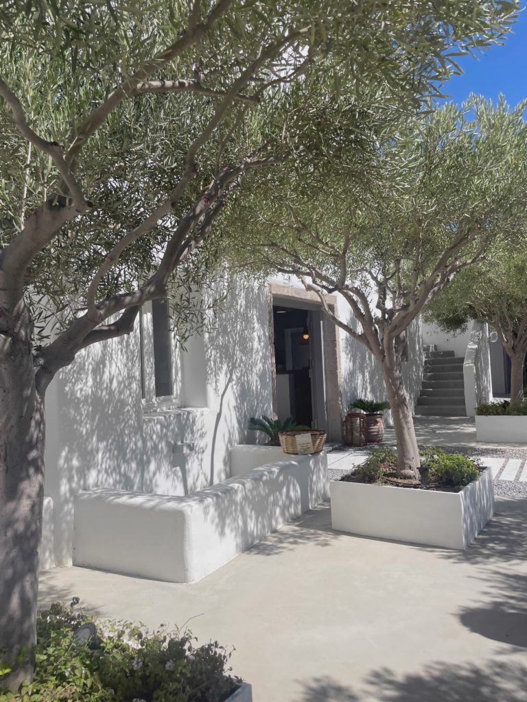Courtyard Under The Olive Trees