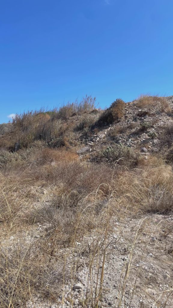 Sunburnt Hillside